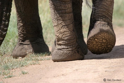 elephants-in-hluhluwe-imfolozi-game-reserve