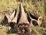 poached_horns