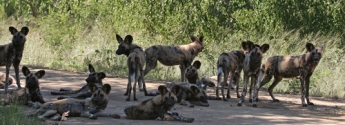 wild_dogs_hluluwe
